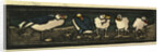 Illustration of English Tales Folk Tales and Ballads. Five Sea Gulls by Anonymous