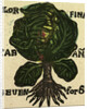 Illustration of English Tales Folk Tales and Ballads. Cabbage by Anonymous