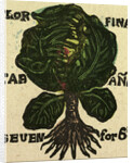 Illustration of English Tales Folk Tales and Ballads. Cabbage by Anonymous