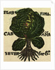 Illustration of English Tales Folk Tales and Ballads. Cabbage by Anonymous