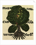 Illustration of English Tales Folk Tales and Ballads. Cabbage by Anonymous