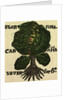 Illustration of English Tales Folk Tales and Ballads. Cabbage by Anonymous