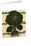 Illustration of English Tales Folk Tales and Ballads. Cabbage by Anonymous
