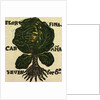 Illustration of English Tales Folk Tales and Ballads. Cabbage by Anonymous