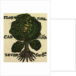 Illustration of English Tales Folk Tales and Ballads. Cabbage by Anonymous