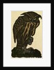 Illustration of English Tales Folk Tales and Ballads. A Grumpy Owl by Anonymous