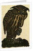 Illustration of English Tales Folk Tales and Ballads. A Grumpy Owl by Anonymous