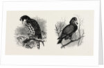 A Hawk from Nature and a Hawk from the National Gallery by Anonymous