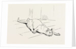 The Cat that Ate the Rat, 19th Century by Anonymous