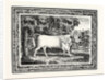 The Chillingham Bull, First State by Anonymous