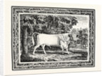 The Chillingham Bull, First State by Anonymous