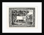 The Chillingham Bull, First State by Anonymous