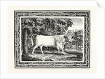 The Chillingham Bull, First State by Anonymous