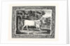 The Chillingham Bull, First State by Anonymous