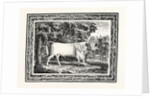 The Chillingham Bull, First State by Anonymous