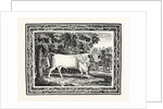 The Chillingham Bull, First State by Anonymous