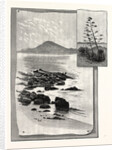 Camp Bay. Apes' Hill, Africa, in the Distance by Anonymous