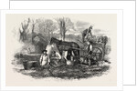 Gathering Washing Bunching and Carting Carrots for the London Market UK by Anonymous