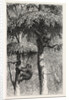 The Nest-Building Ape in His Shelter by Anonymous