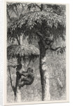 The Nest-Building Ape in His Shelter by Anonymous