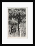 The Nest-Building Ape in His Shelter by Anonymous