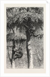The Nest-Building Ape in His Shelter by Anonymous