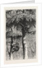 The Nest-Building Ape in His Shelter by Anonymous