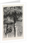 The Nest-Building Ape in His Shelter by Anonymous