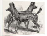 Cape Hunting Dogs in the Gardens of the Zoological Society Regent's Park London 1854 by Anonymous