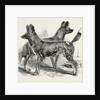 Cape Hunting Dogs in the Gardens of the Zoological Society Regent's Park London 1854 by Anonymous