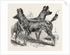 Cape Hunting Dogs in the Gardens of the Zoological Society Regent's Park London 1854 by Anonymous