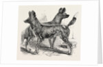 Cape Hunting Dogs in the Gardens of the Zoological Society Regent's Park London 1854 by Anonymous