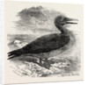 Solan Gannet Shot Near Boston UK 1854 by Anonymous