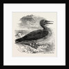 Solan Gannet Shot Near Boston UK 1854 by Anonymous