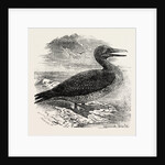 Solan Gannet Shot Near Boston UK 1854 by Anonymous