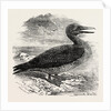 Solan Gannet Shot Near Boston UK 1854 by Anonymous