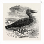Solan Gannet Shot Near Boston UK 1854 by Anonymous