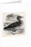 Solan Gannet Shot Near Boston UK 1854 by Anonymous