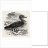 Solan Gannet Shot Near Boston UK 1854 by Anonymous