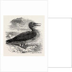 Solan Gannet Shot Near Boston UK 1854 by Anonymous