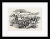 The Crimean War: The Road to Sebastopol: Commissariat Waggons Conveyance of Fascines 1854 by Anonymous