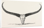Skull and Horns of a Wild Buffalo Shot in Central Assam 1854 by Anonymous