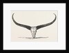 Skull and Horns of a Wild Buffalo Shot in Central Assam 1854 by Anonymous