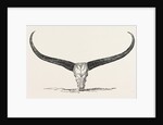 Skull and Horns of a Wild Buffalo Shot in Central Assam 1854 by Anonymous
