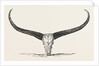 Skull and Horns of a Wild Buffalo Shot in Central Assam 1854 by Anonymous