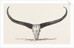 Skull and Horns of a Wild Buffalo Shot in Central Assam 1854 by Anonymous