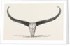 Skull and Horns of a Wild Buffalo Shot in Central Assam 1854 by Anonymous