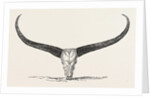 Skull and Horns of a Wild Buffalo Shot in Central Assam 1854 by Anonymous