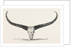 Skull and Horns of a Wild Buffalo Shot in Central Assam 1854 by Anonymous