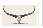 Skull and Horns of a Wild Buffalo Shot in Central Assam 1854 by Anonymous